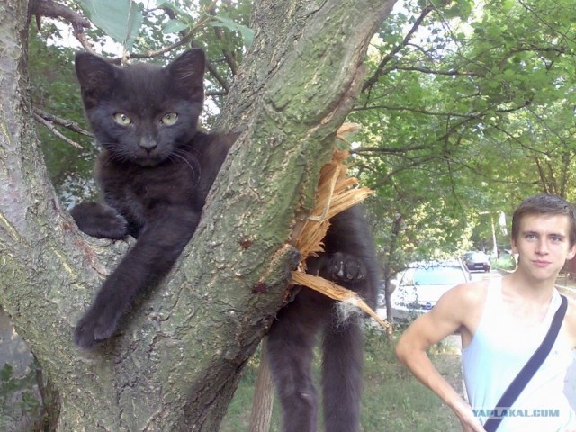 Просто Котовторник