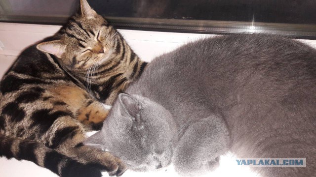 Котовторник 07.08.2018