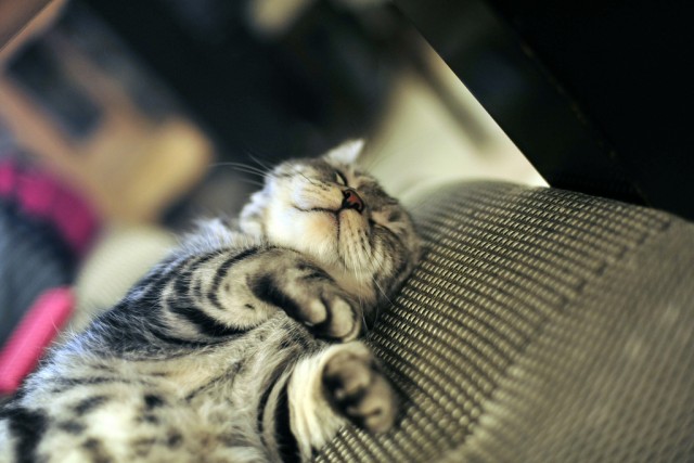 Котейкин вторник! Космический 12.04!