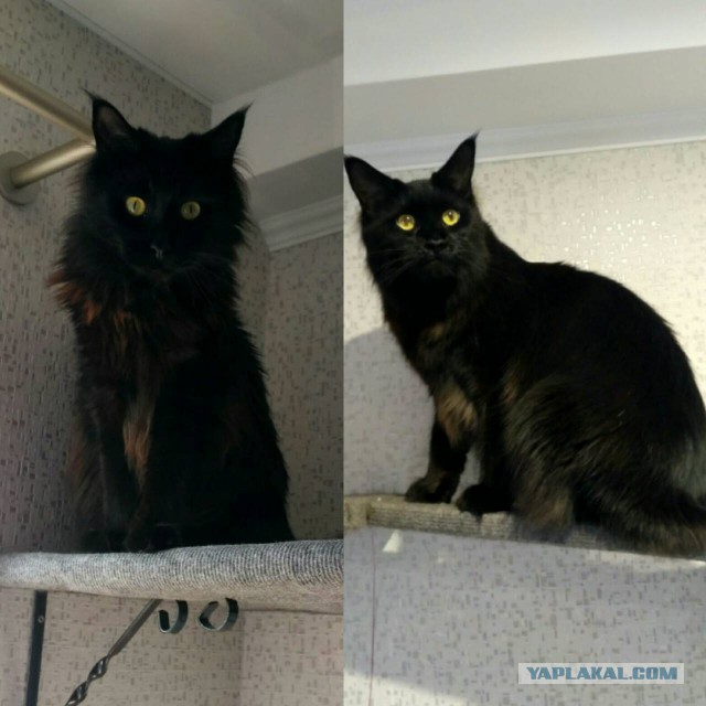 Гигантский кот с гетерохромией
