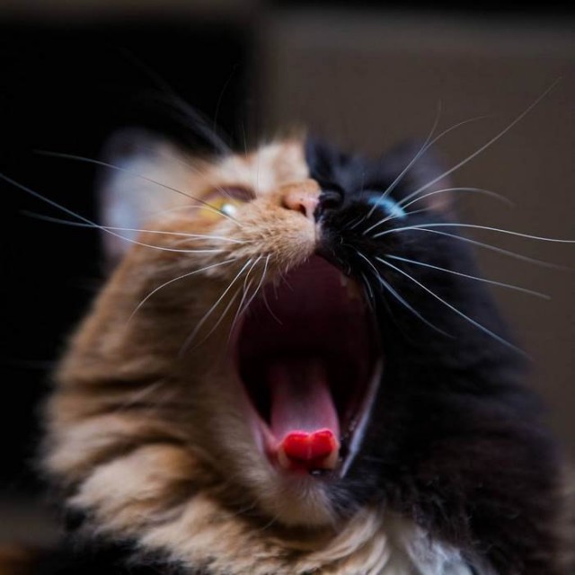 Прикольных котов пост