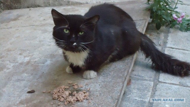 Котовторник на середину июня