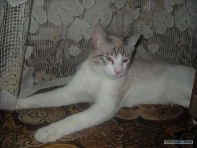 Сонный Котовторник