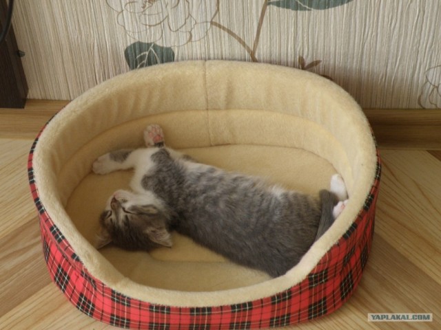 Котовторник 1.11.11