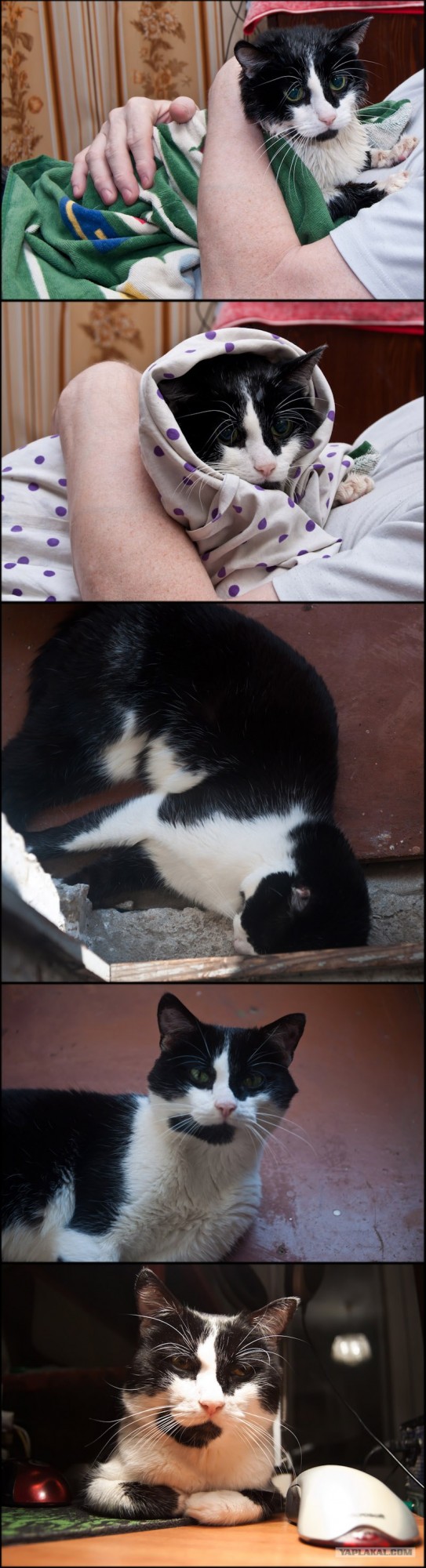 Котовторник 06.12.2011