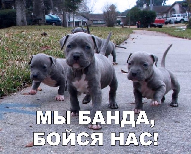 Нестандартный юмор