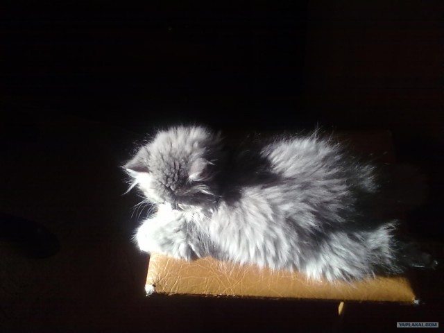 Котовторник (28.02.2012)
