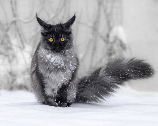 Прикольных котов пост