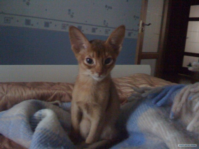 Котовторник (15.05.2012)