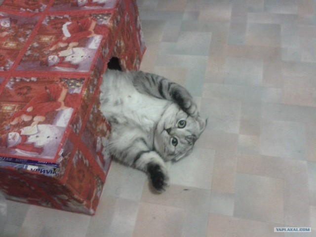 Котовторник  19.06.2012