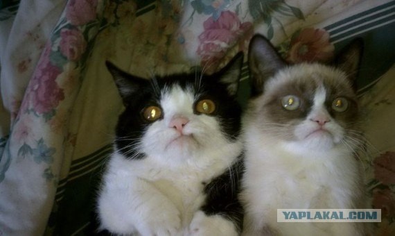 Их оказывается двое