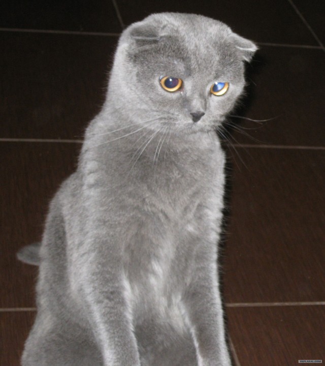 Котовторник ( 23.10. 2012. )
