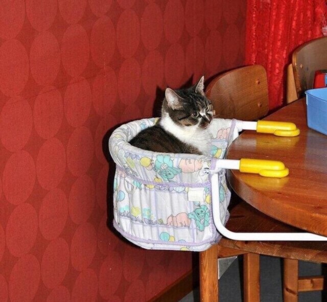 Прикольных котов пост