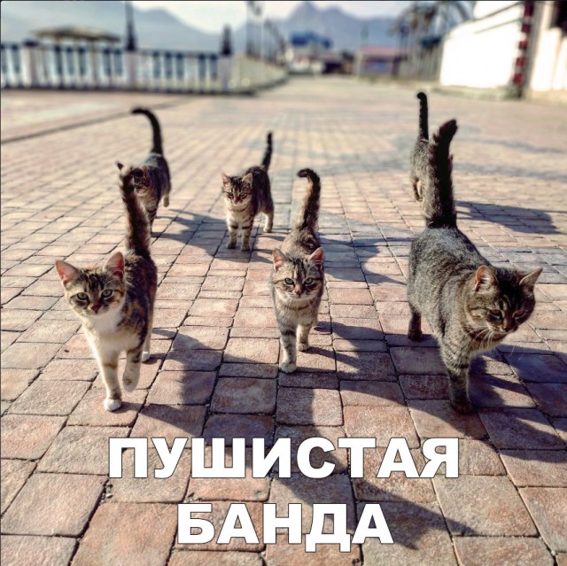 Забавные фото котеек