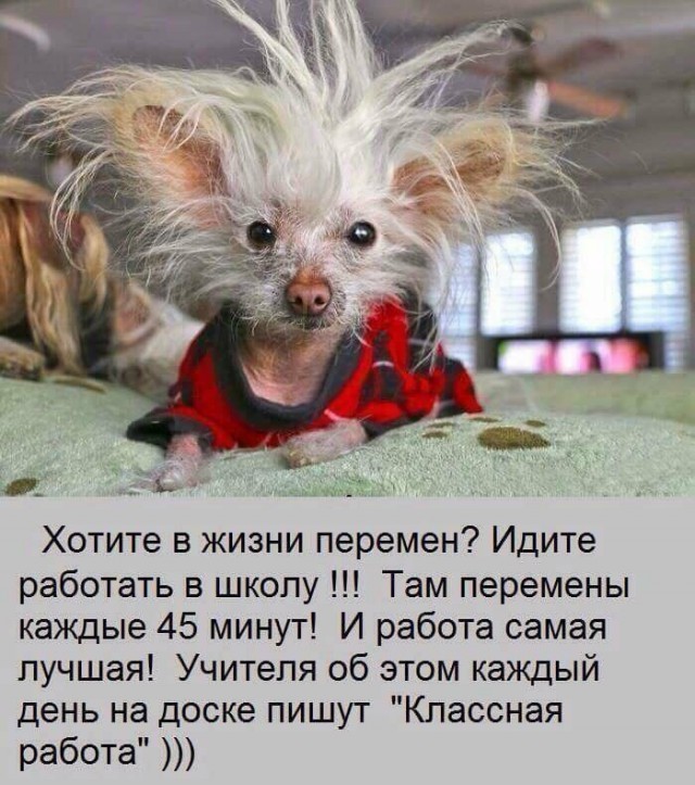 Анекдоты, соц-сети и картинки с надписями