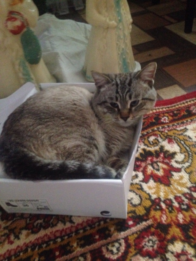 Забавные фото котеек