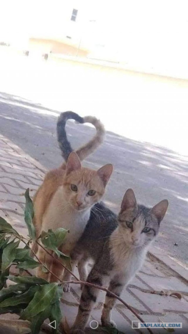 Коты из ваших этих интернетов