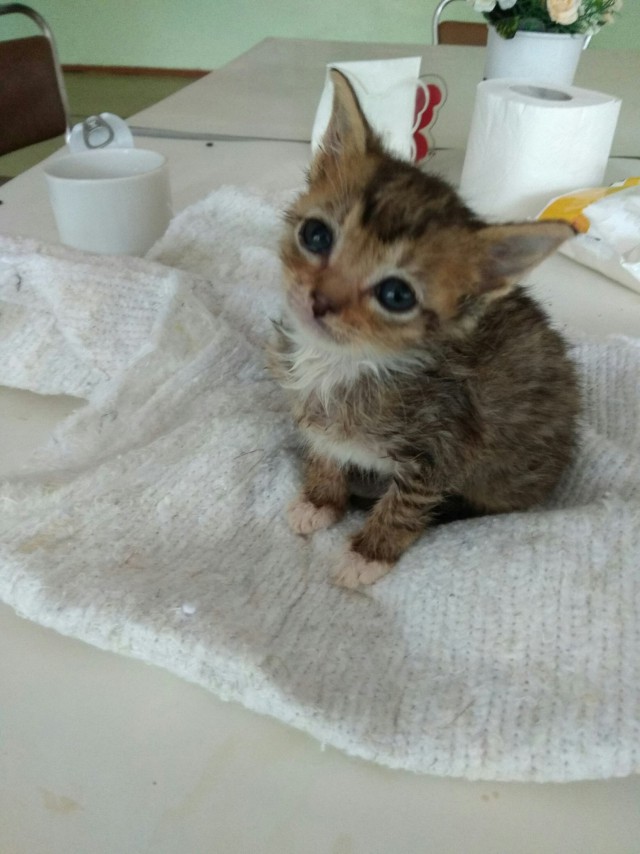 Забавные фото котеек