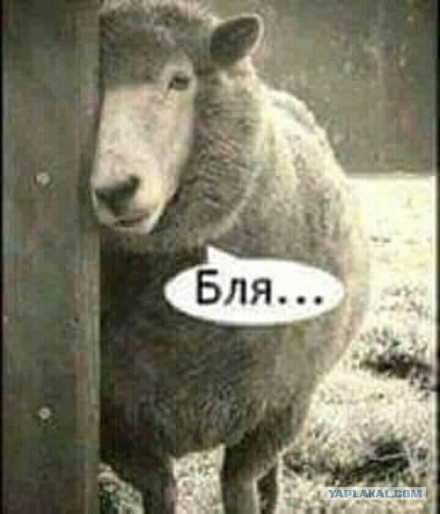 Ещё один кандидат на премию Дарвина