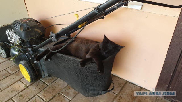 Навеяло темой про брошенного котейку