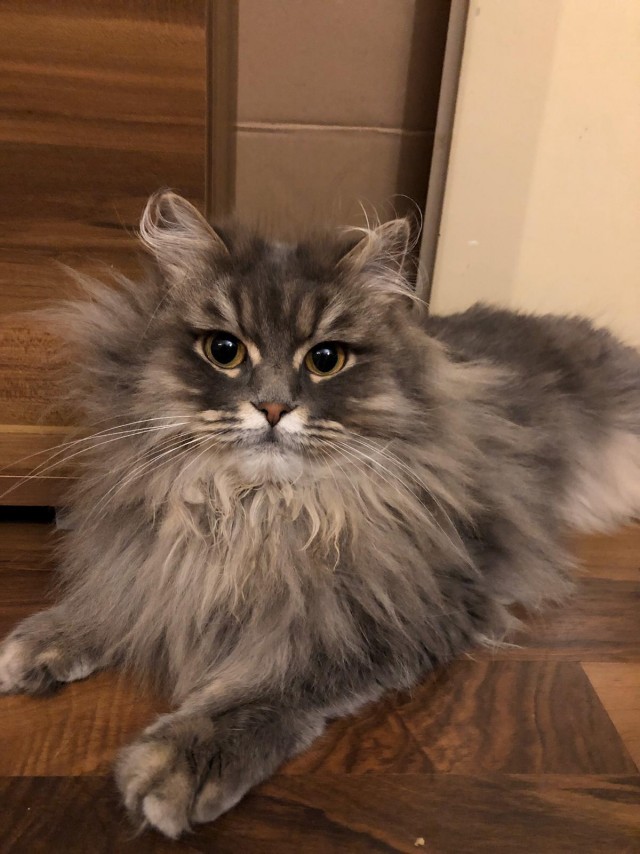 Начнем котоФторник?