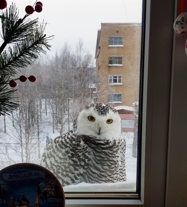 Живность из сети