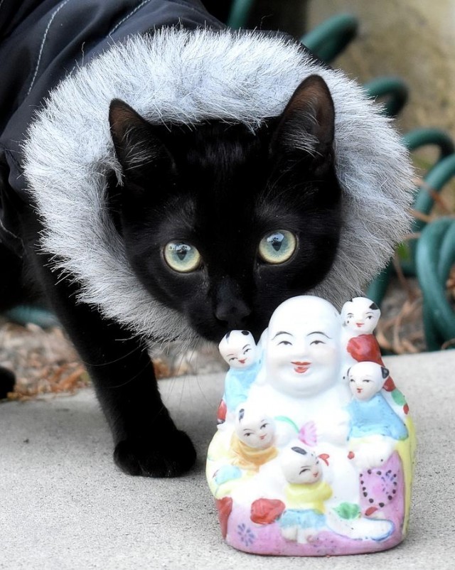 Коты-буддисты