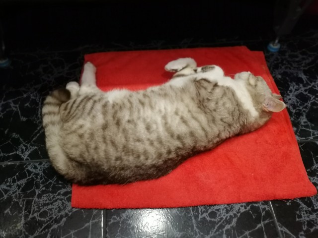 Котопост. Просто антикризисный котопост