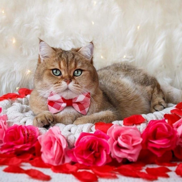 Эти забавные животные