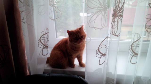 85 сантиметров кота