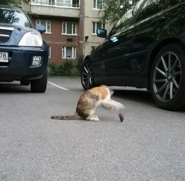 Эти забавные животные