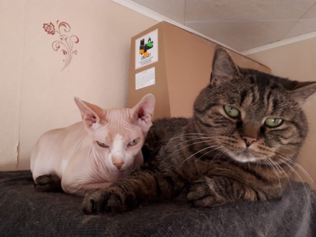 Котовторник 17.11.20