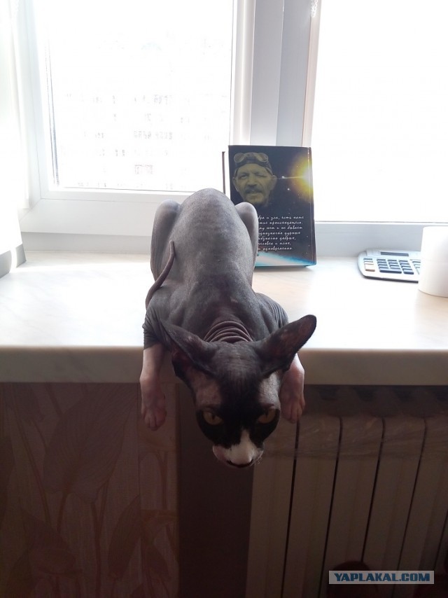 Моя красотка