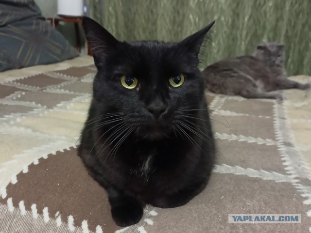 Котовторнику быть!