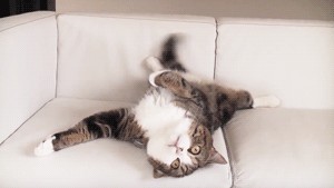 Кот переходит ручей