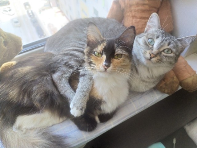Кошки