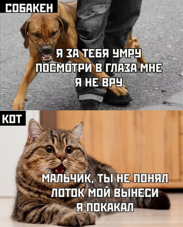 Весёлый полтишок 1.04