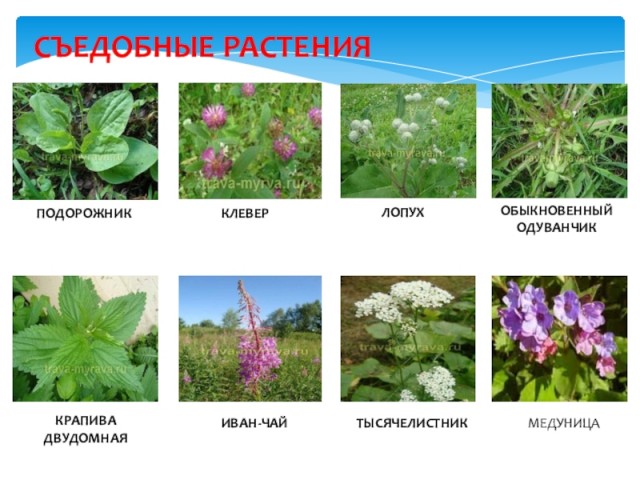 60 удивительных фактов о природе