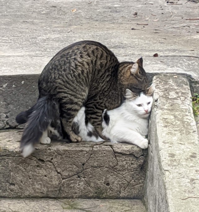 Котовторник. Поговорим о кличках, друзья