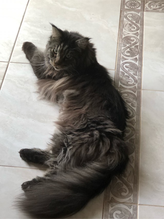 Погнали! С котовторником, други!