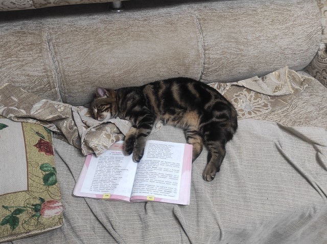 Вы, что спите? Вставайте, котовторник же!