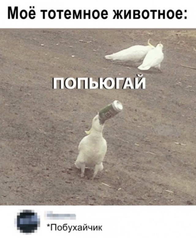 Скотсети и прочие интернеты 17.12.21
