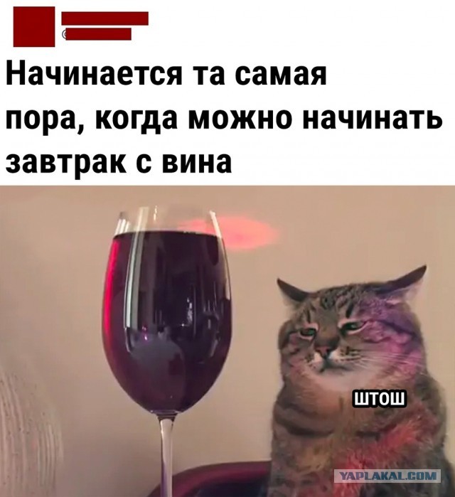 Много рыбОв и кОтов, коллеги!