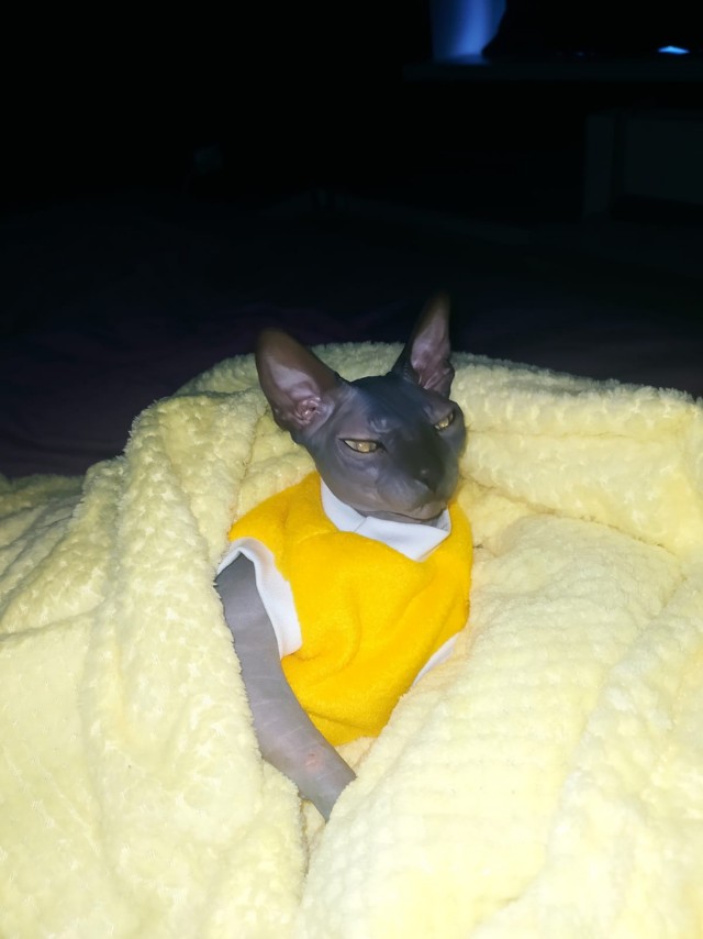 Милота котовторника