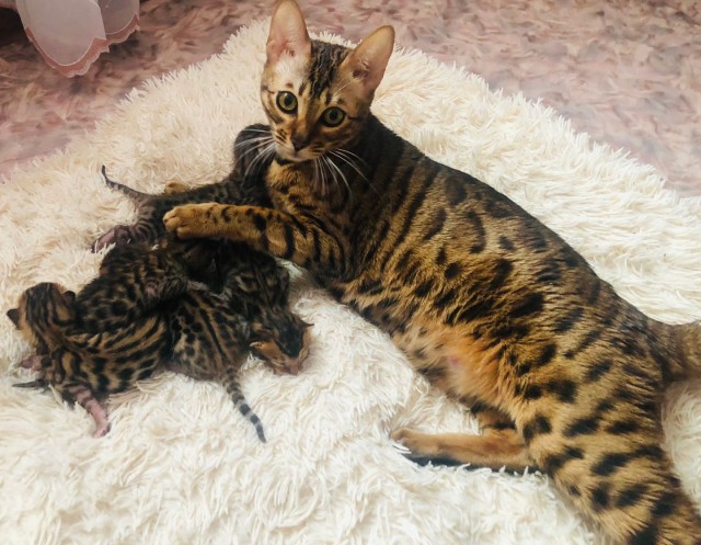 А у вас? — А у нас сегодня кошка. Родила вчера котят