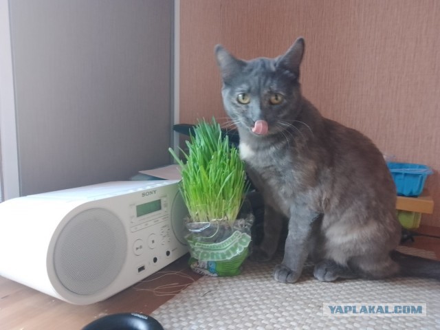 Котовторник вроде.