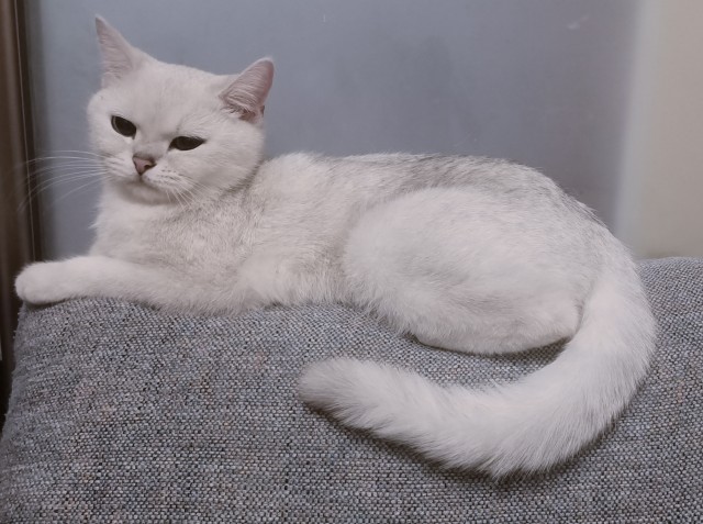 С праздником и котофторником!