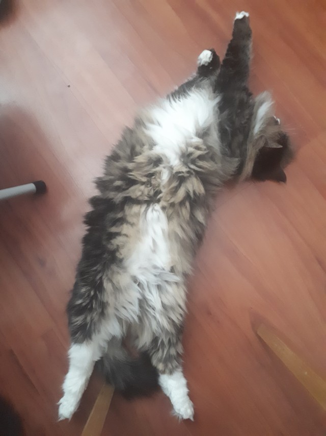 Котовторник 07.06.2022