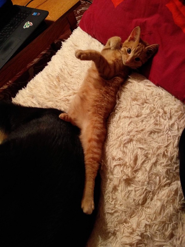 Ура! Котовторник.