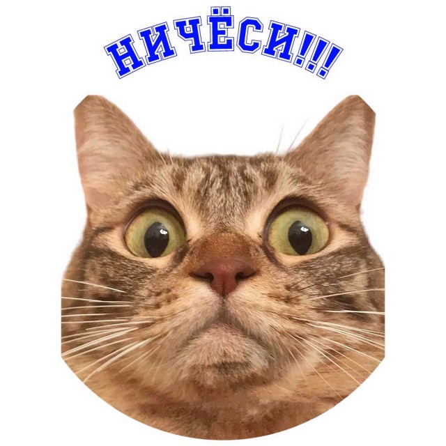 Котэ в шоке!